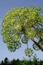 Engelwurz - Angelica archangelica * 876 x 1314 * (441KB)
